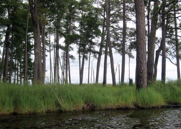 The refuge is home to mixed hardwood and loblolly pine forests, along with rich tidal marshes.