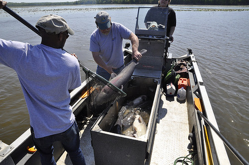 Stomach content is recorded to determine the fish's exact diet. Photo courtesy MD DNR