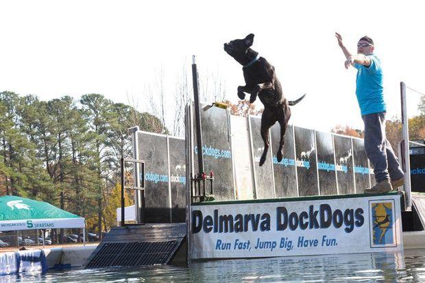 Run fast. Jump big. Have fun! That's our kind of contest. Photo courtesy Easton Waterfowl Festival Run fast. Jump big. Have fun! That's our kind of contest. Photo courtesy Easton Waterfowl Festival