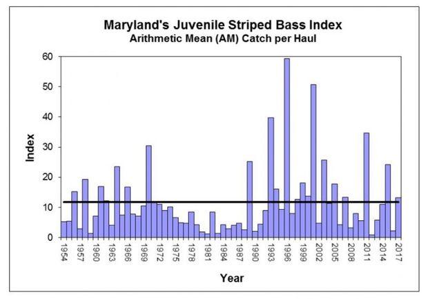 Maryland's Juvenile Striped Bass Index. Graph courtesy MD DNR