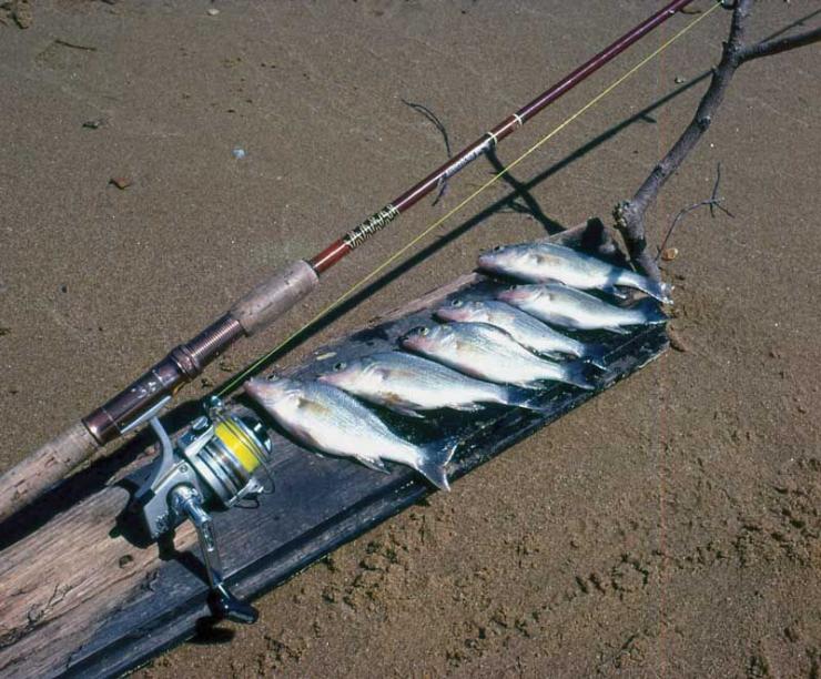 This catch of white perch was made along the Bohemia River on earth worms. This catch of white perch was made along the Bohemia River on earth worms.