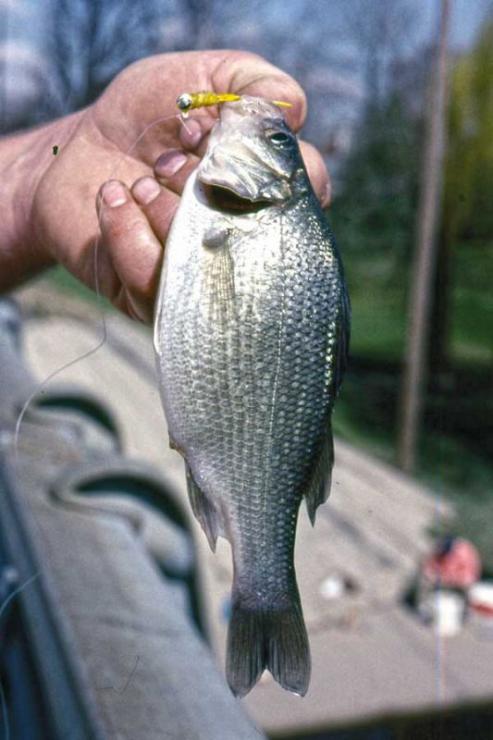 White perch are an excellent target for winter fishermen. White perch are an excellent target for winter fishermen.