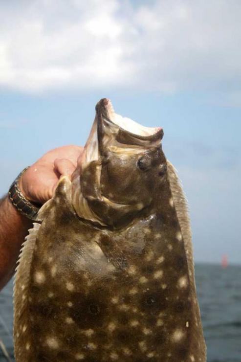 Flounder are the primary target for most Indian River anglers. Flounder are the primary target for most Indian River anglers.