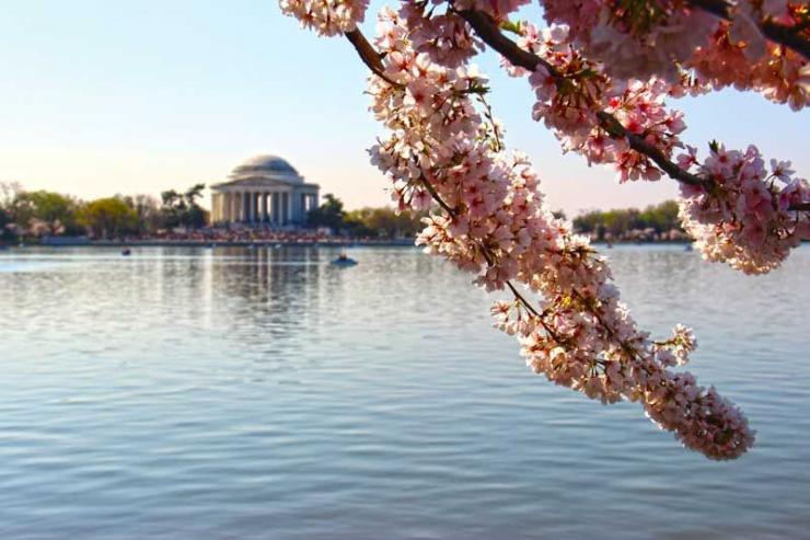 Visitors can rent pedal boats or swan boats on the tidal basin and visit the Jefferson Memorial where a 19-foot tall statue of Thomas Jefferson stands holding the Declaration of Independence.