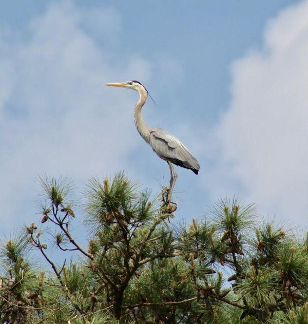 Great blue herons live in colonies called rookeries, high up in the tree tops. This awesome shot was captured by Lindsay Cook of Capital SUP on day one of the rookery tours.