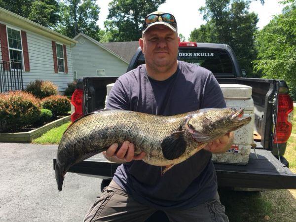 Fox with his record-breaking snakehead. Courtesy MD DNR