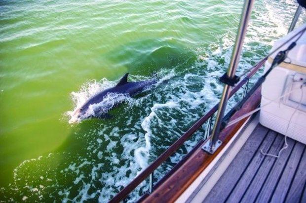 Playful dophins on the Gulf Intracoastal Waterway along Florida’s Panhandle