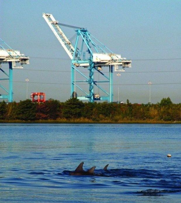 Dolphins in the Lafayette River behind NIT.