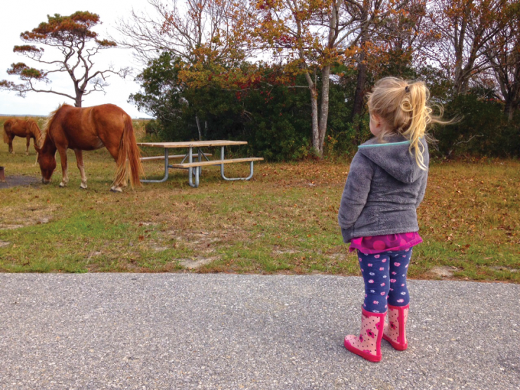 Finding horses in the campground on the lee side of the island.