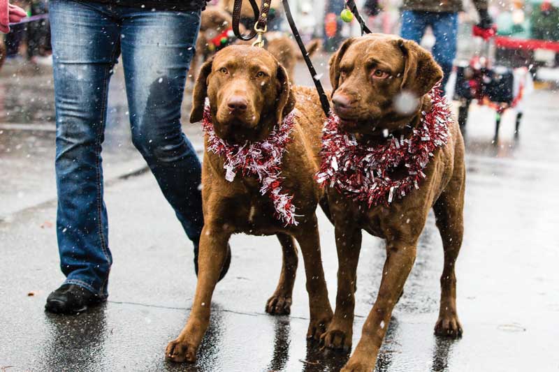 Eastern Shore hunting dogs are welcome at the Christmas Parade in St. Michaels. Photo courtesy Christmas in St. Michaels