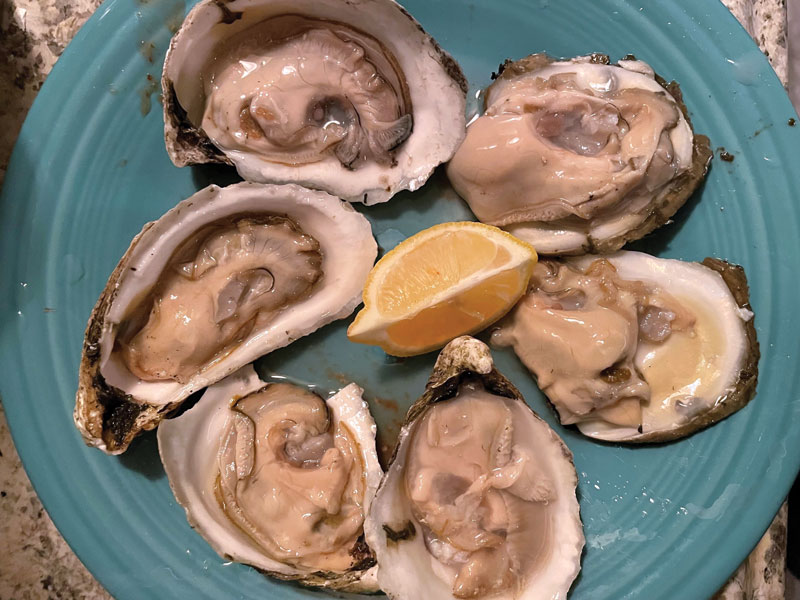 oyster