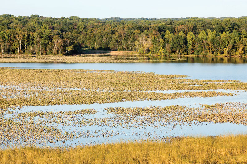 patuxent river