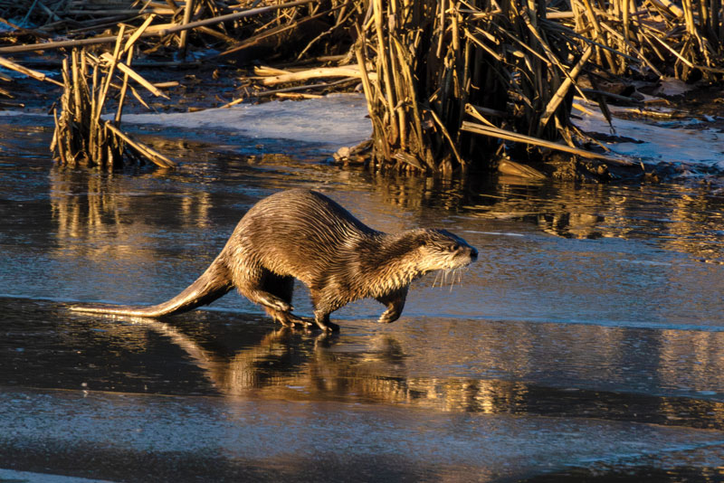 chesapeake national historic trail