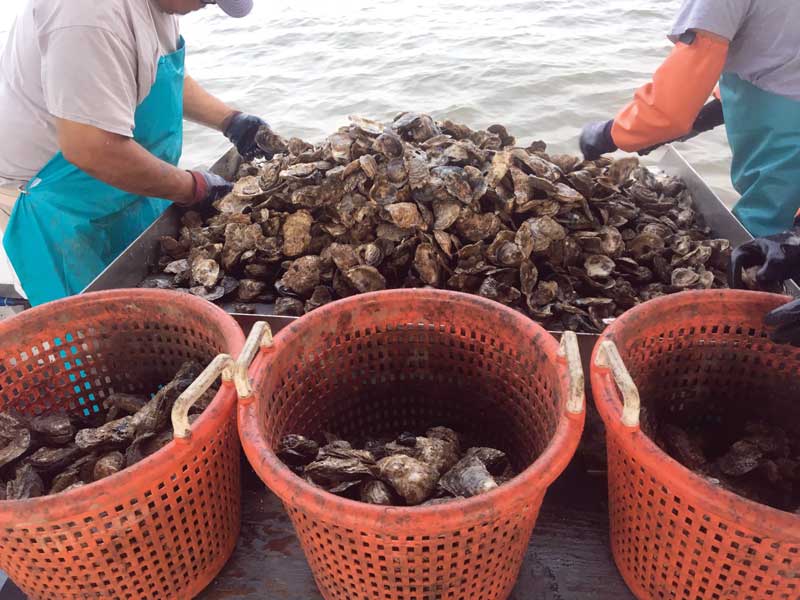 maryland oyster aquaculture