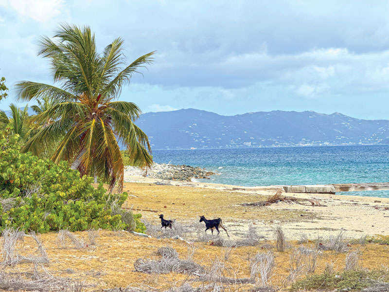 bvi