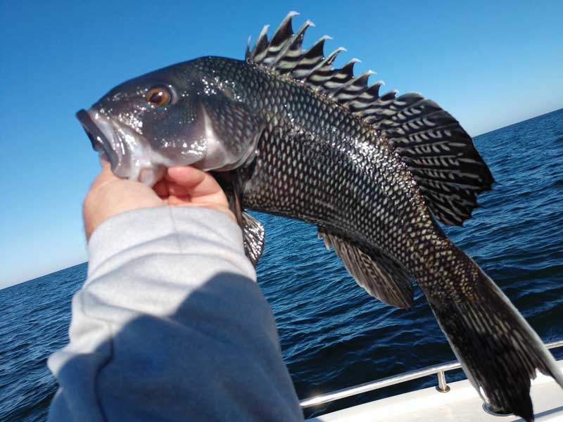 Black sea bass are fun to catch and good to eat