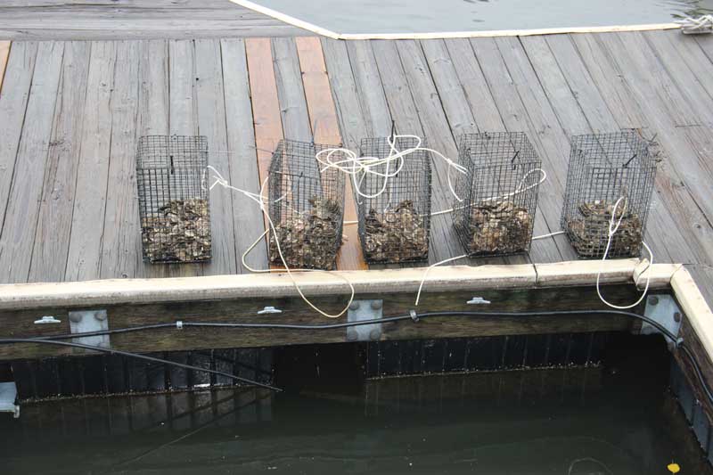 oyster cage program