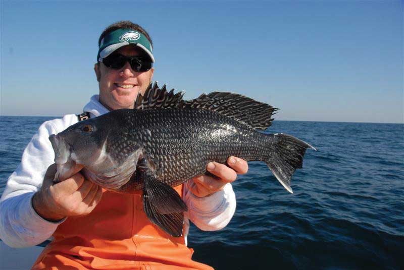 Roger Burnley with a nice black sea bass. Check local laws as to open seasons for black sea bass.