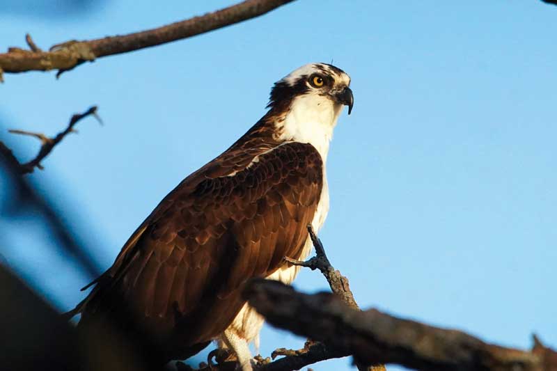 birding