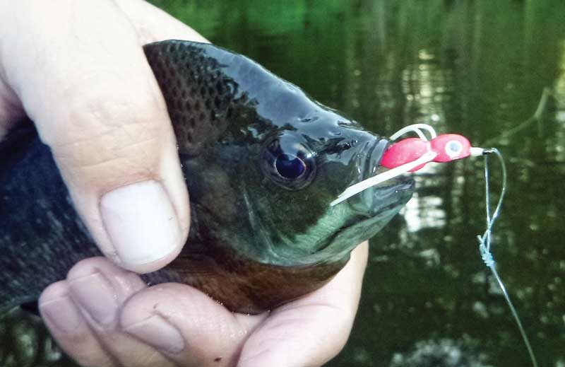 SPIDER BASS! Fishing a TOPWATER Spider Lure for BIG SMALLMOUTH