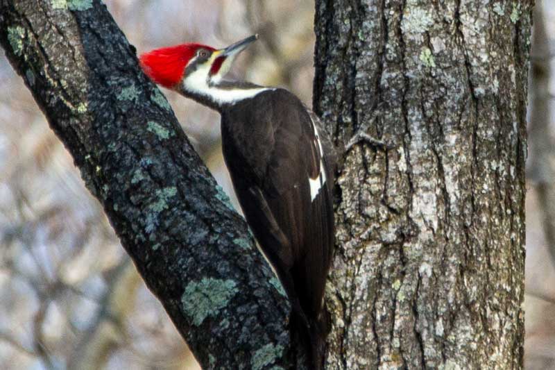 birding