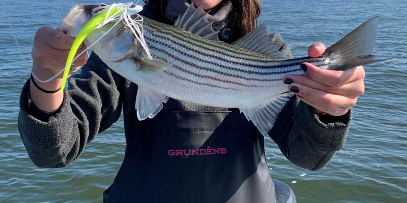 striped bass