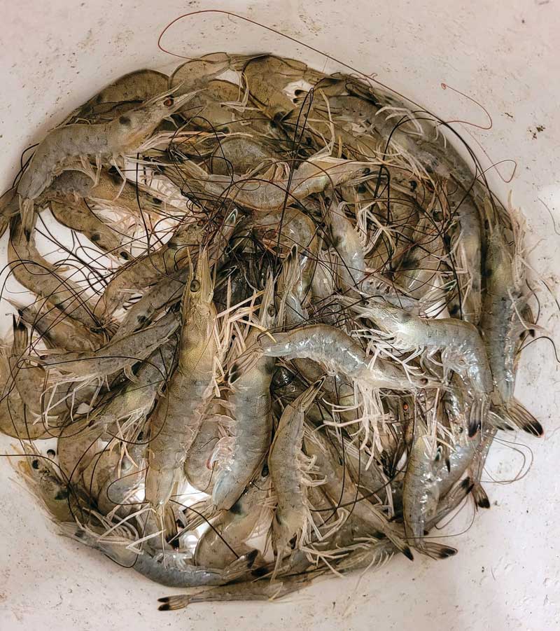 virginia shrimp