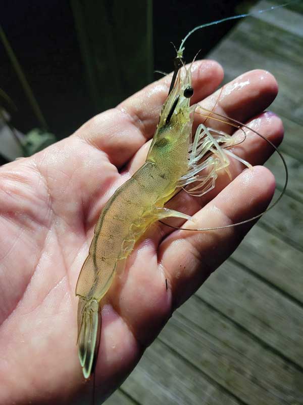 virginia shrimp