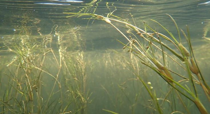 underwater grasses