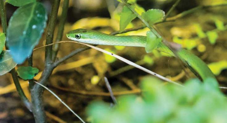 snakes of the chesapeake