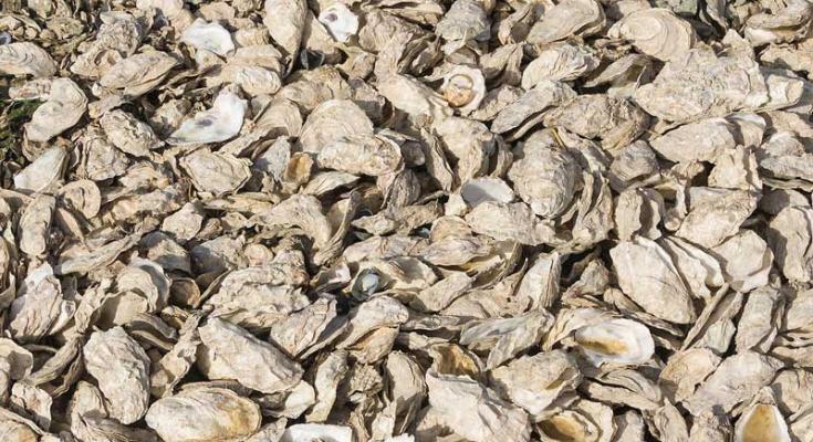 maryland oyster season