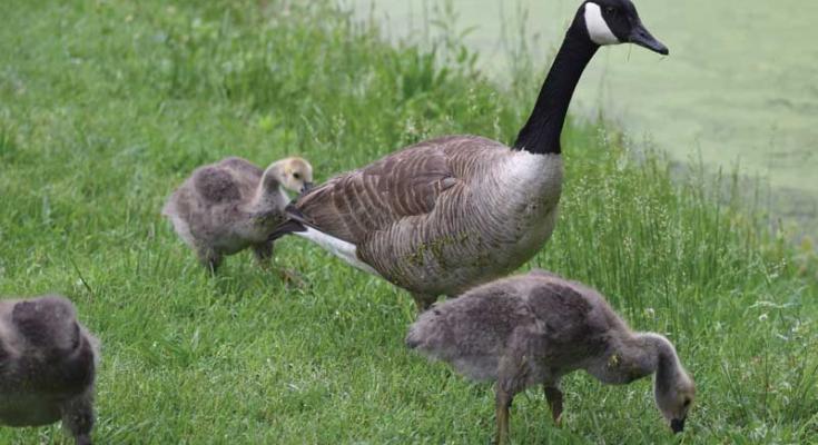 waterfowl survey
