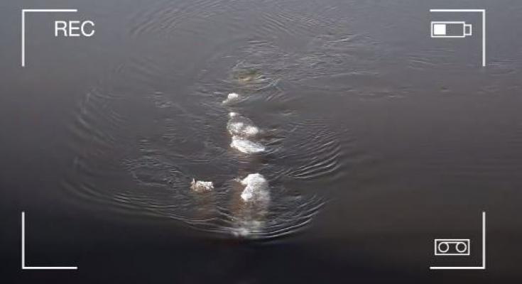Loch Ness Monster