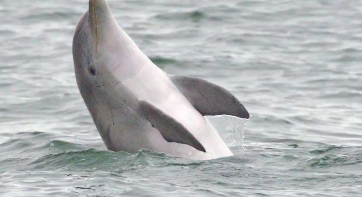 chesapeake dolphinwatch