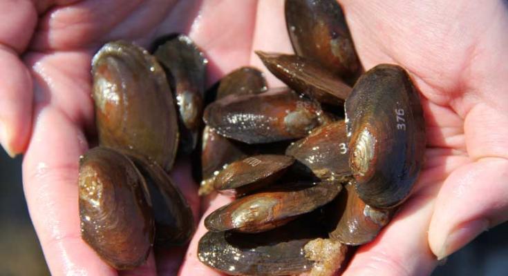 freshwater mussels