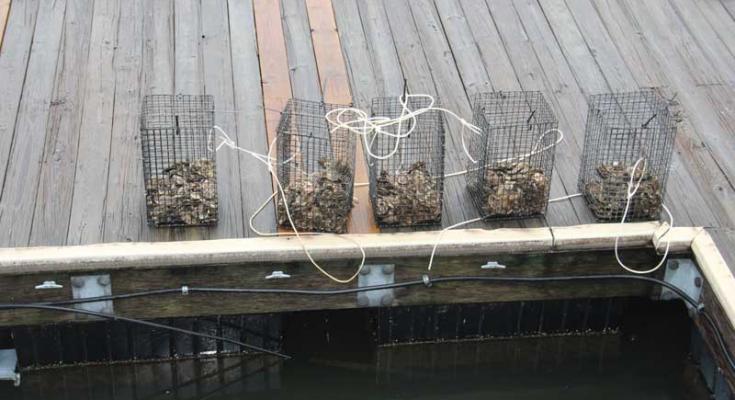 oyster cage program