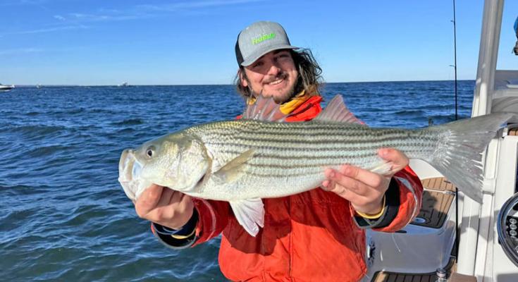 striped bass