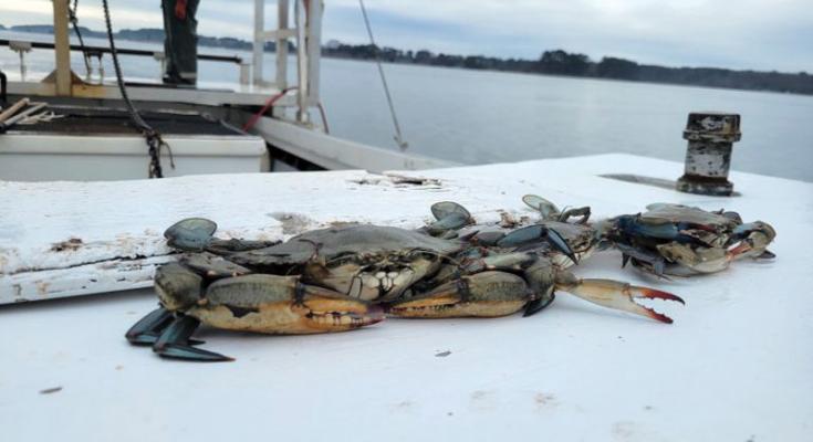 blue crab