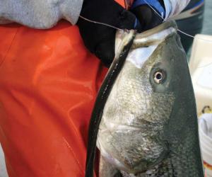 Cape Charles Mystery Rockfish