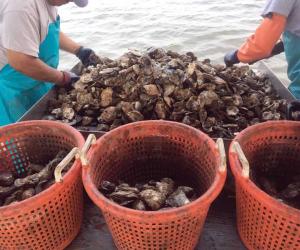 Maryland Oyster Aquaculture