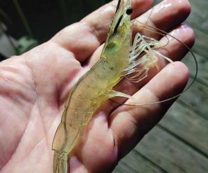 virginia shrimp