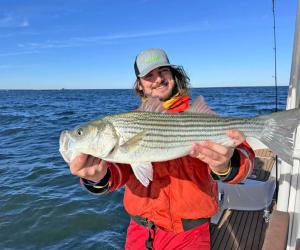 striped bass