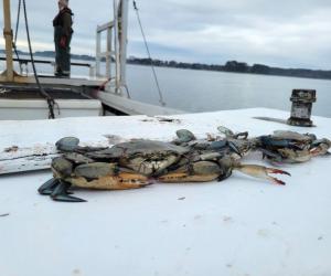 blue crab