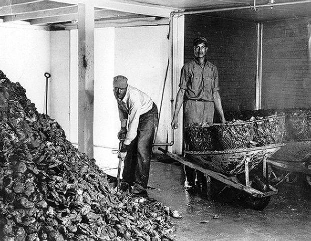 Oysters came in from the boat by a conveyor belt and were dumped in this room. Pictured shoveling is Austin Gross and Joe Gross is taking the bushels to the shuckers. Photo courtesy of CMM