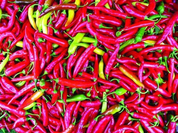 Capsicum frutescens, chili pepper. Did you ever think of using it on your hull to keep critters from hanging on? Photo by Eric Hunt Capsicum frutescens, chili pepper. Did you ever think of using it on your hull to keep critters from hanging on? Photo by Eric Hunt
