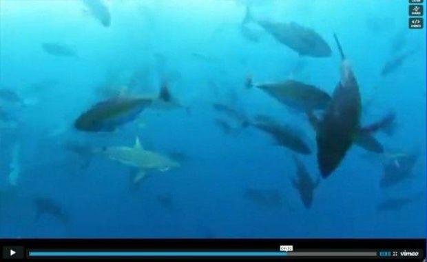 Hungry, hungry tuna.