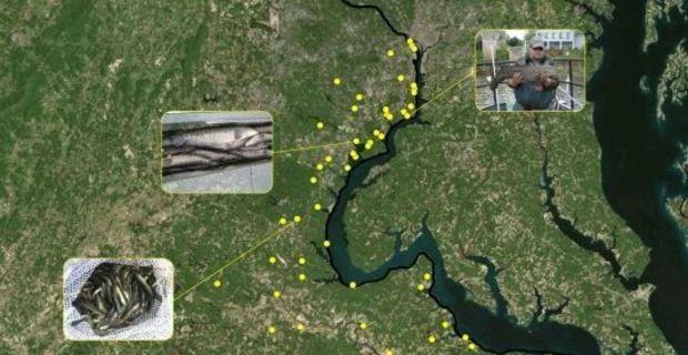 snakehead fish map