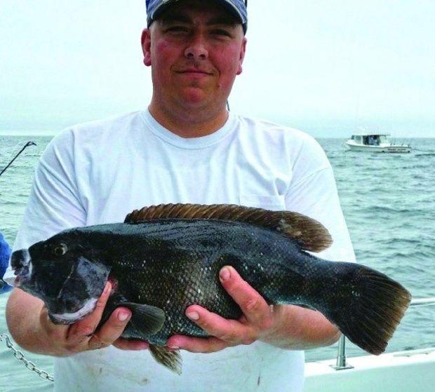 Tautog are a favorite coastal sport fish during the cold months but occasionally can be caught in the upper Chesapeake, as this one was. Photo courtesy of Bay Hunter Charters 