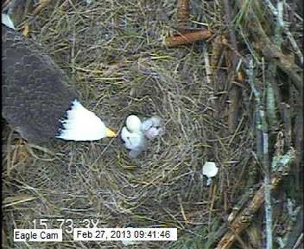 Aww... Image courtesy of Friends of Blackwater National Wildlife Refuge