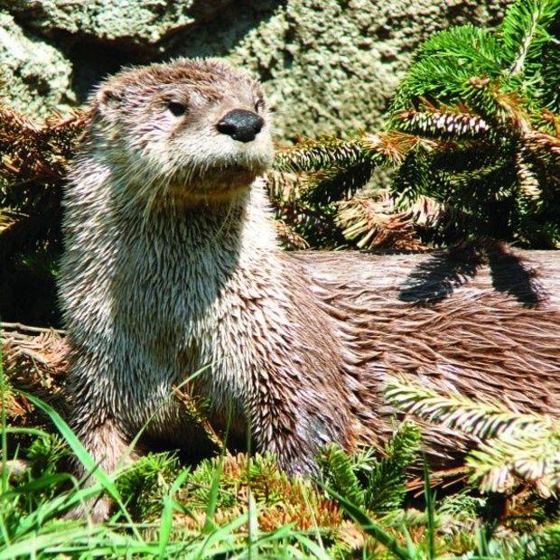 River otter. Photo by Ken Thomas
